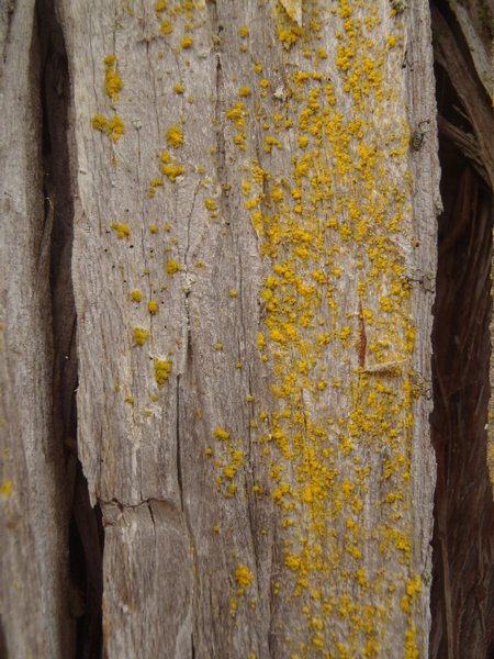 Chrysothrix candelaris
