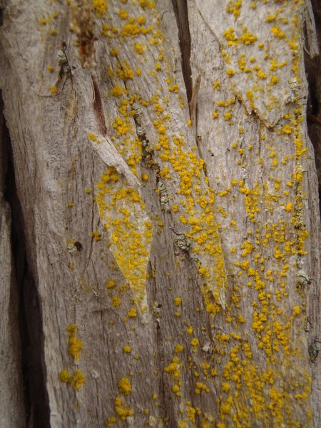 Chrysothrix candelaris