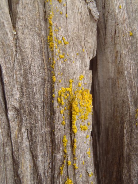 Chrysothrix candelaris