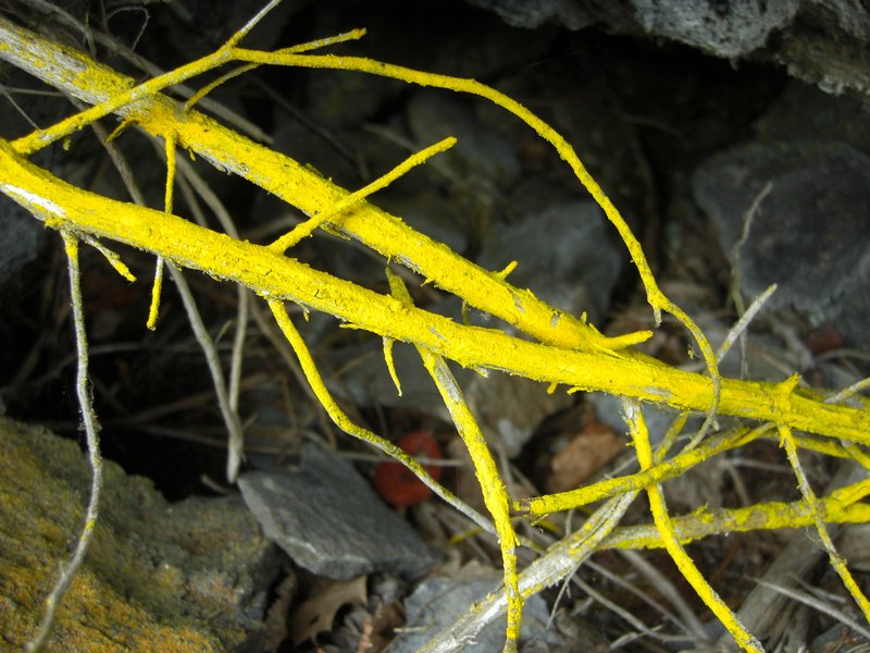 Chrysothrix granulosa