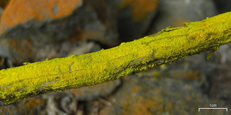 Chrysothrix granulosa
