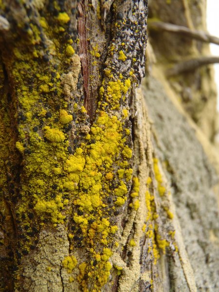 Chrysothrix granulosa