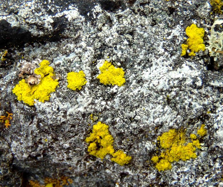 Chrysothrix granulosa