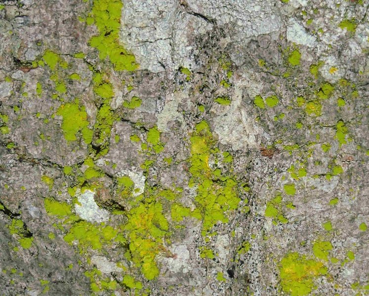 Chrysothrix granulosa