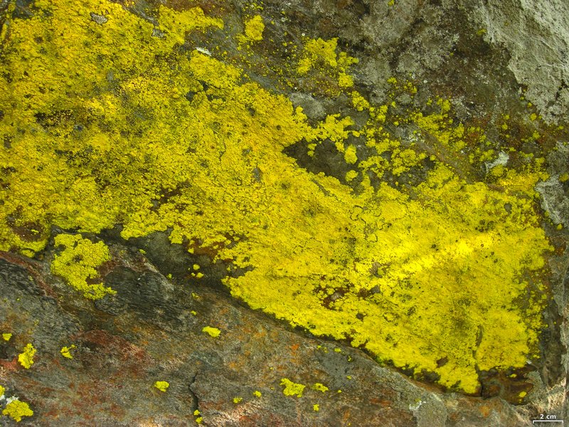 Chrysothrix onokoensis