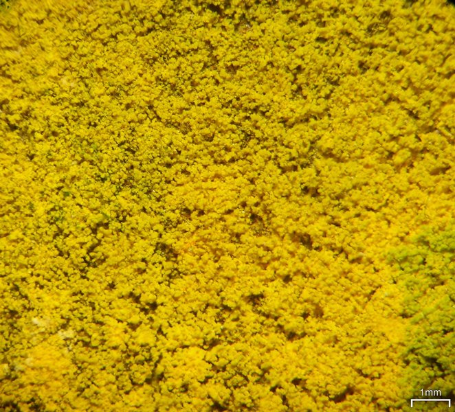 Chrysothrix onokoensis