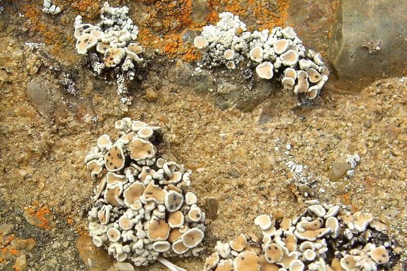 Cladidium bolanderi