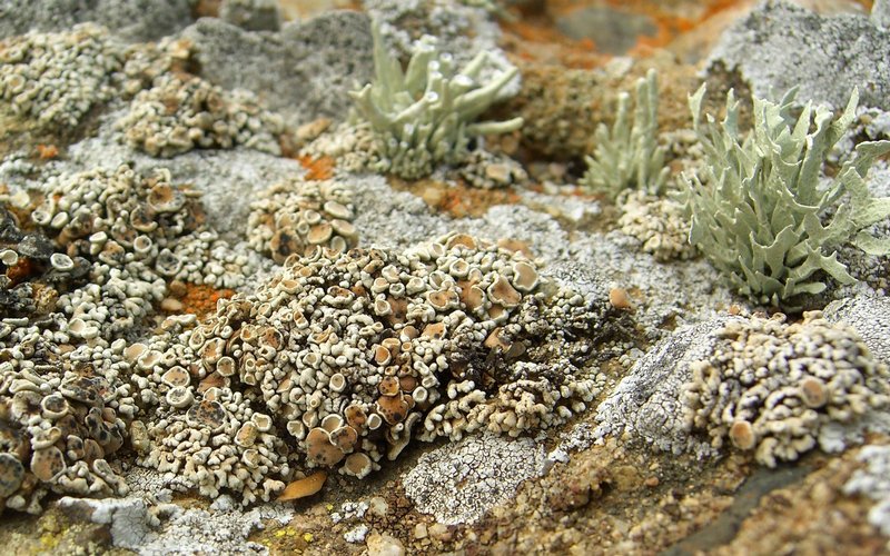 Cladidium bolanderi