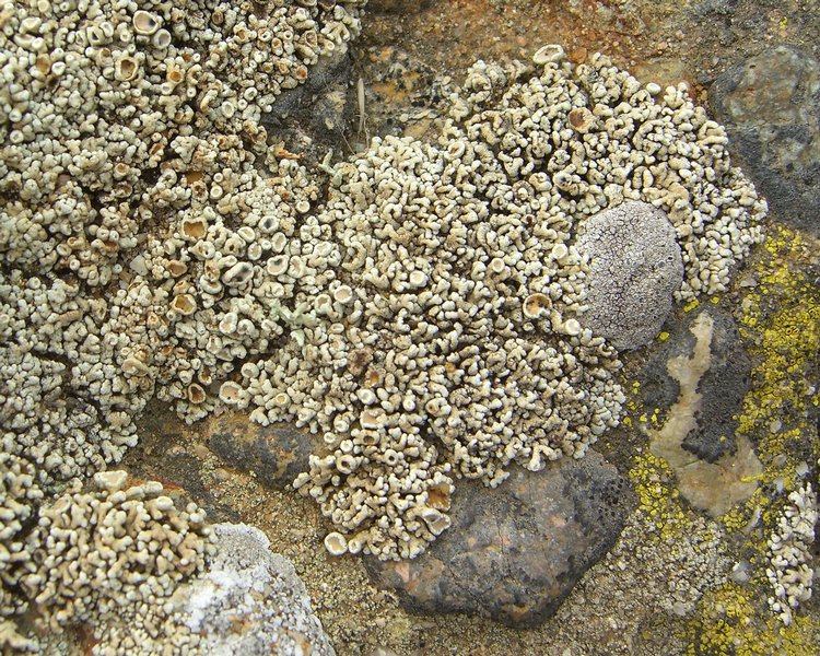 Cladidium bolanderi