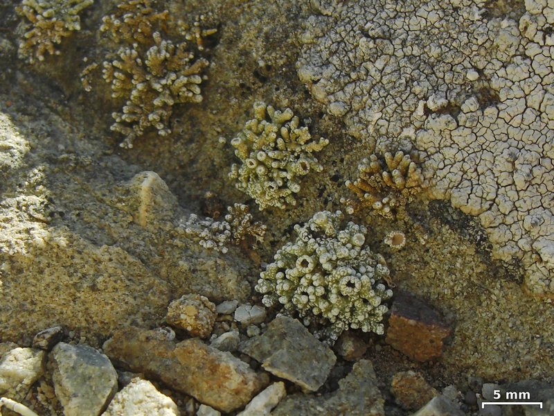 Cladidium bolanderi