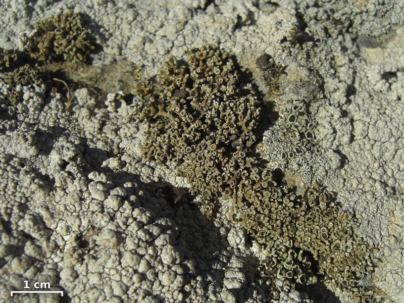 Cladidium bolanderi