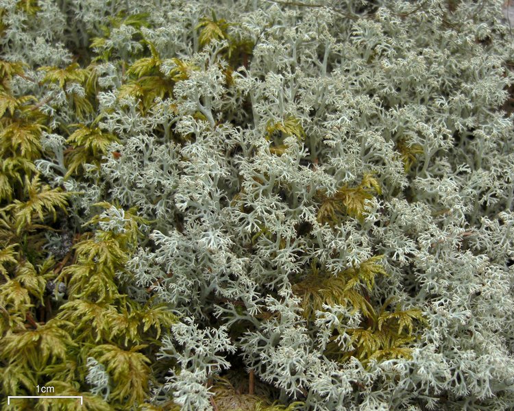 Cladina arbuscula