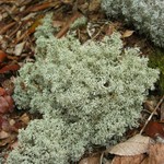 Cladina arbuscula