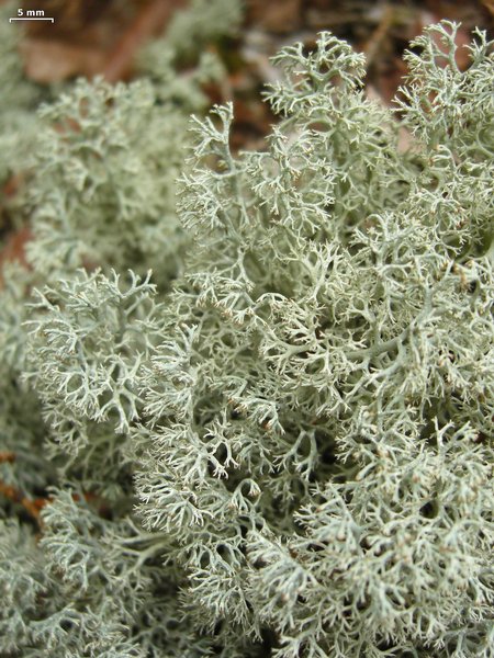 Cladina arbuscula