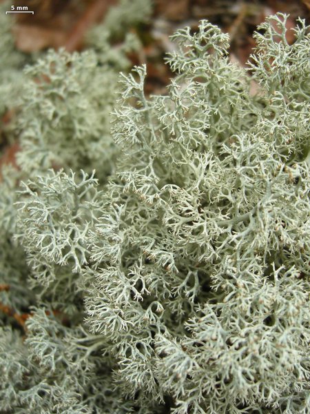 Ways of Enlichenment - Lichens of North America