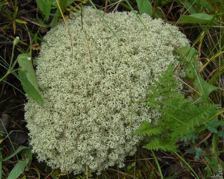 Cladina arbuscula