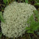 Cladina arbuscula