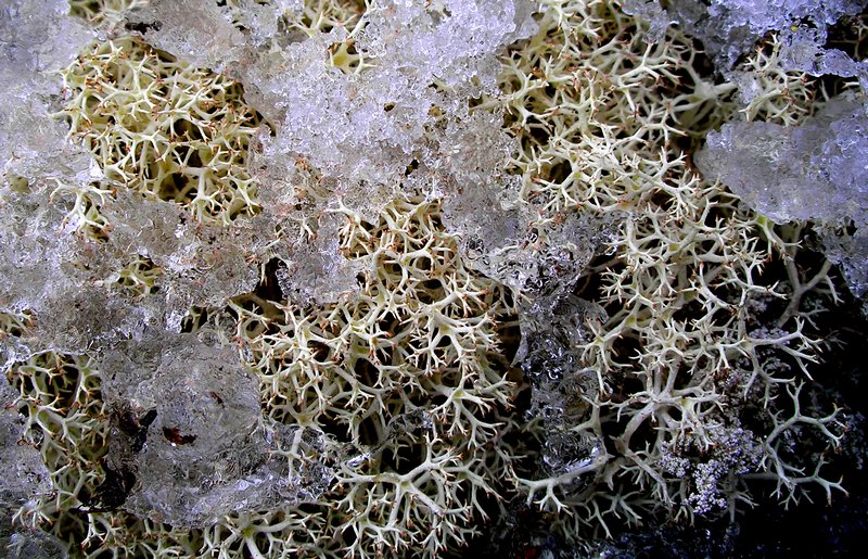 Cladina arbuscula