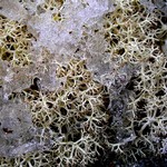 Cladina arbuscula