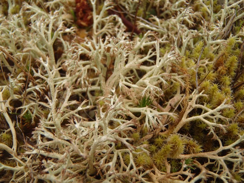 Cladina ciliata