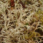 Cladina ciliata