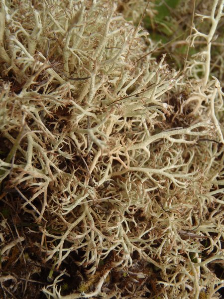Cladina ciliata