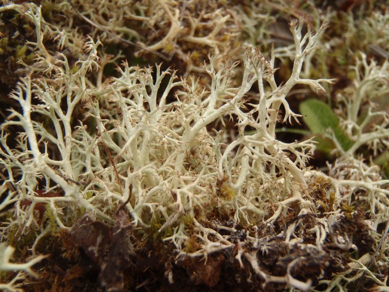 Cladina ciliata