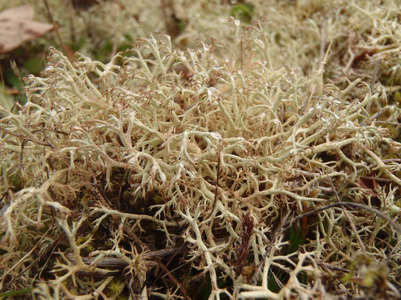 Cladina ciliata