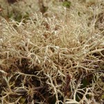 Cladina ciliata