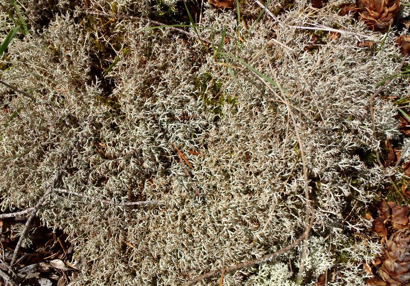 Cladina ciliata