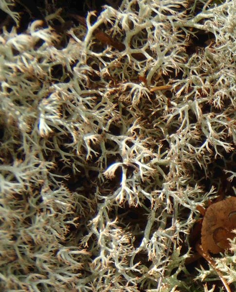 Cladina ciliata