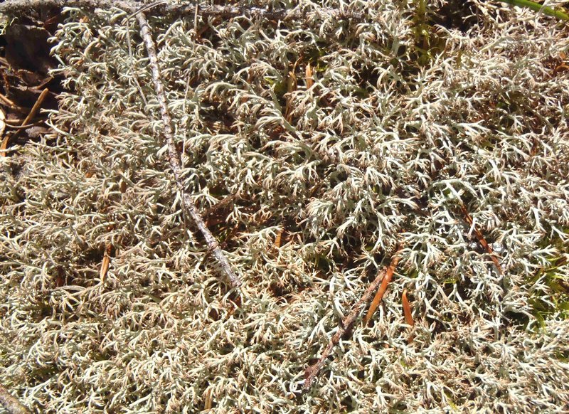 Cladina ciliata
