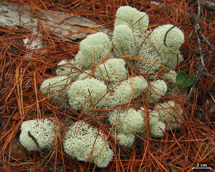 Cladina evansii