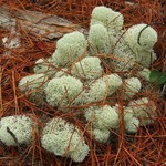 Cladina evansii