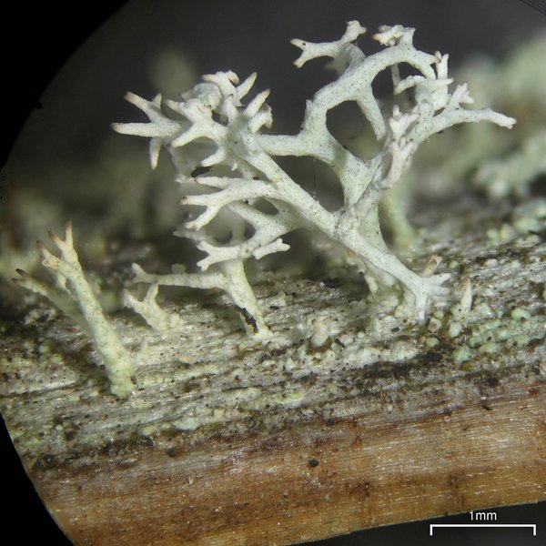 Cladina evansii