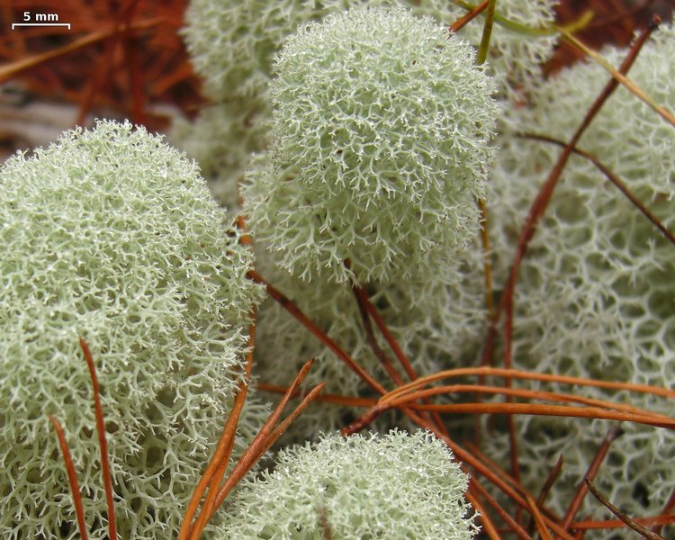 Cladina evansii