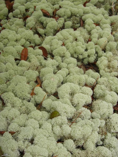 Cladina evansii