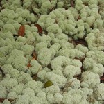 Cladina evansii