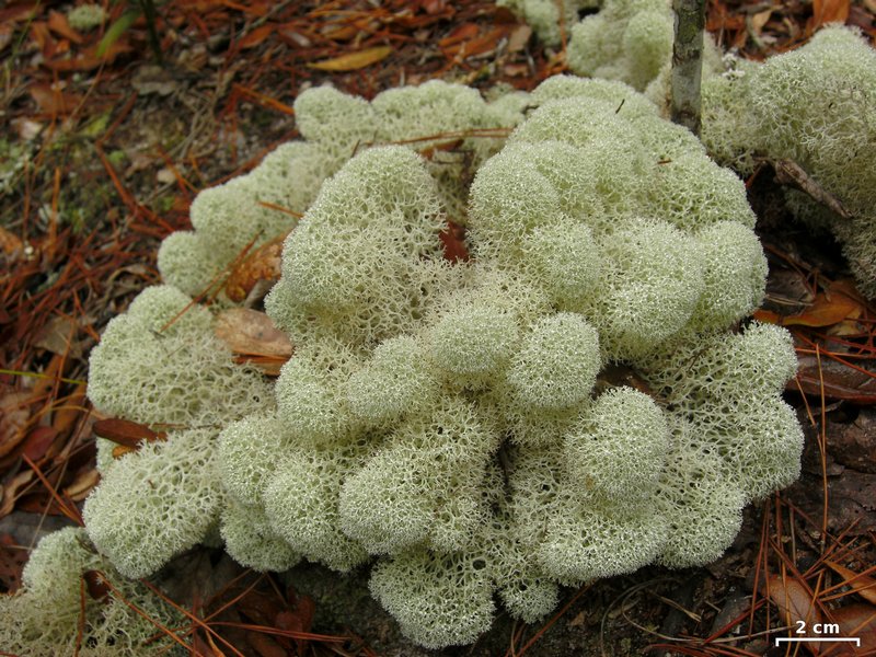Cladina evansii
