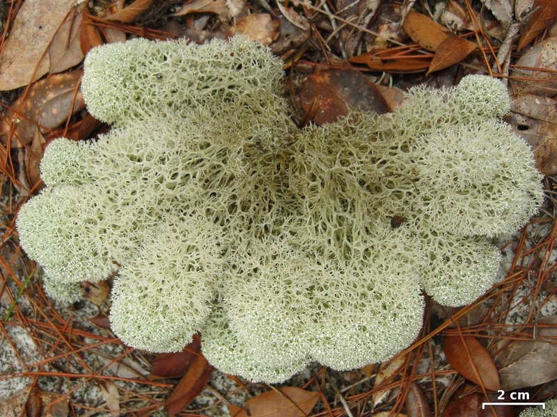 Cladina evansii