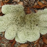 Cladina evansii
