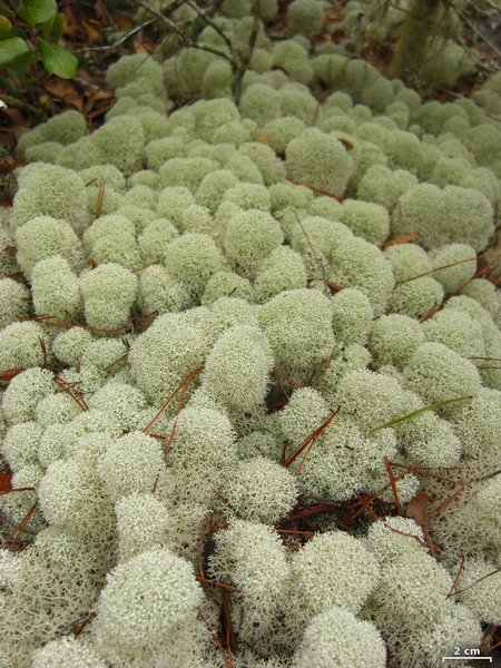 Ways of Enlichenment - Lichens of North America