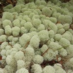 Cladina evansii