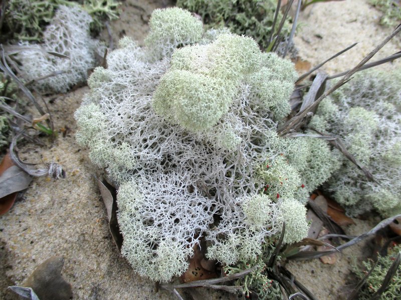 Cladina evansii