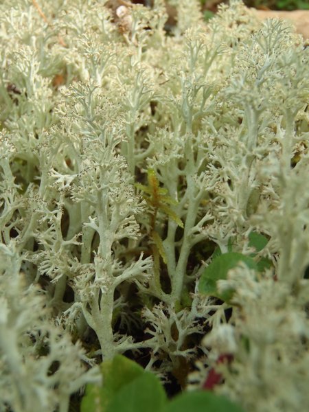 Cladina mitis
