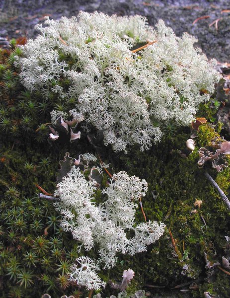 Cladina mitis