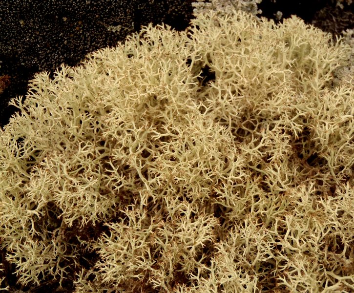 Cladina mitis