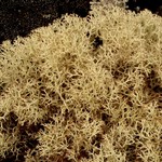 Cladina mitis