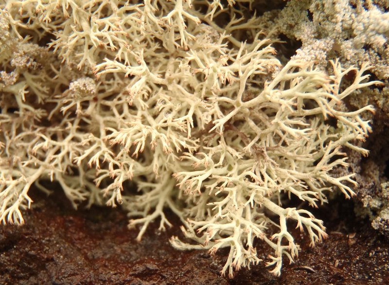 Cladina mitis