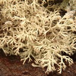 Cladina mitis